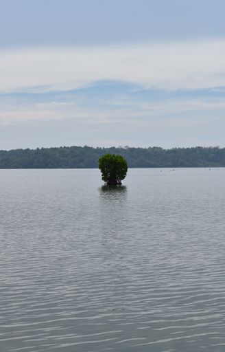 An aerial view of lake surrounded by dense trees under blue bright sky