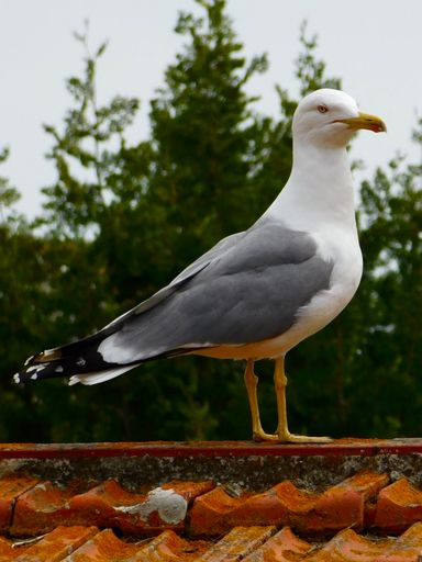 A vertical closeup of the European herring gull, Larus argentatus.