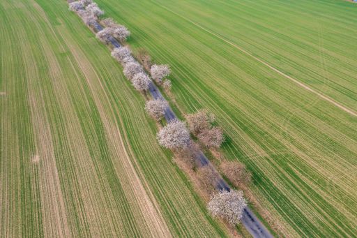 Aerial view on a road between fields with trees along in the spring