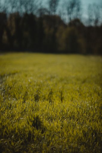 A vertical closeup shot of green grass over a blurry background of trees