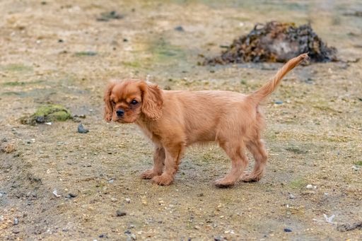 A dog cavalier king charles, a ruby puppy playing on the beach