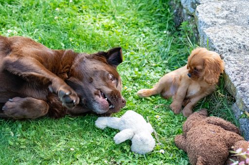 A dog cavalier king charles, a cute ruby puppy in the garden with a chocolate labrador