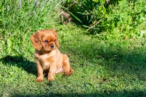 A dog cavalier king charles, a ruby puppy sitting in the garden