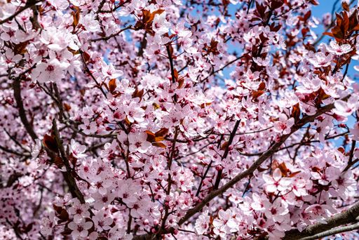 A close-up with spring apple blossoms - wild pink apple blossoms