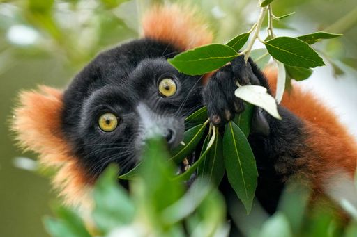 A selective focus of a Red ruffed lemur eating leaves in the wild