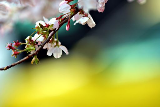 A closeup shot of cherry blossom in Ueno Temple in Japan