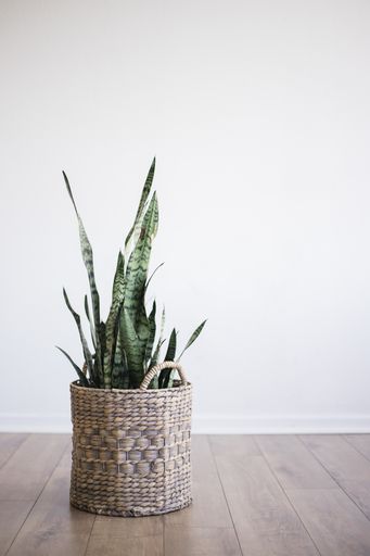 A vertical shot of a green long-leaved plant in a straw basket inside a room. Great for a room decor