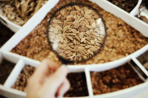 A closeup of a person's hand holding a magnifying glass for inspecting sunflower seeds in white bowl. Perfect for a culinary piece