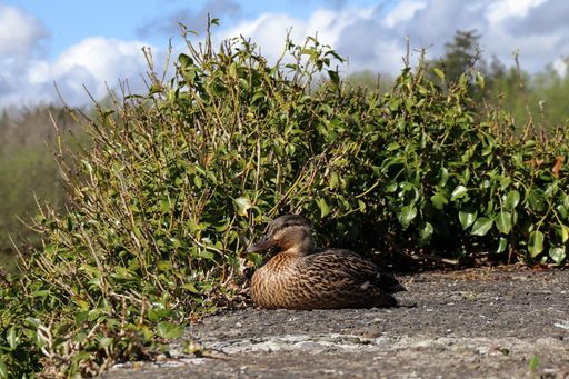 Duck sittign on the wall