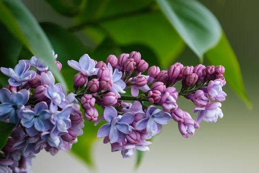 A close-up shot of lilac flowers in the blurry background