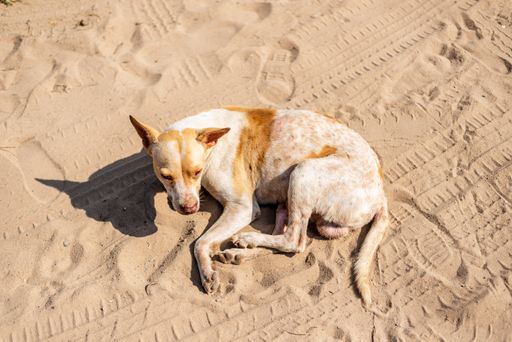 Portrait from above of an abandoned dog sitting on the sand of a beach. City of Salvador in the Brazilian state of Bahia.
