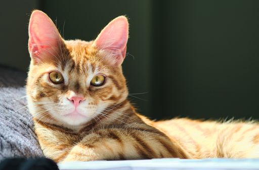 A close-up shot of a cute ginger cat lying on a bed and looking right at the camera