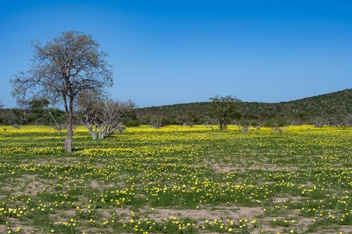 Namibia, landscape in Damaraland, yellow flowers in spring, with mountains in background
