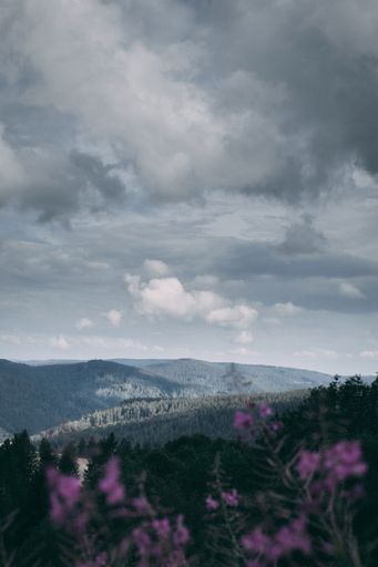 A beautiful scenery of a flower field at the black forest under a cloudy sky