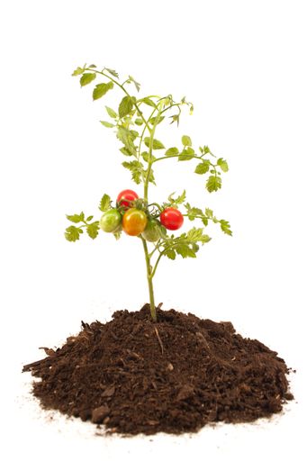 A vertical shot of tomato plant  isolated on white background
