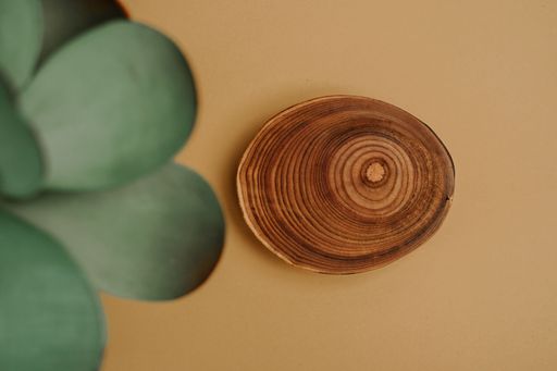 A top view of a cut tree log next to the green plant