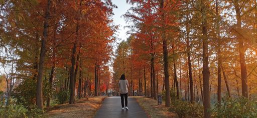A back view of a woman walking along the narrow footpath surrounded with red trees in autumn
