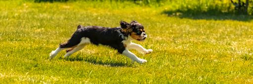 A dog cavalier king charles, a cute puppy running in a field