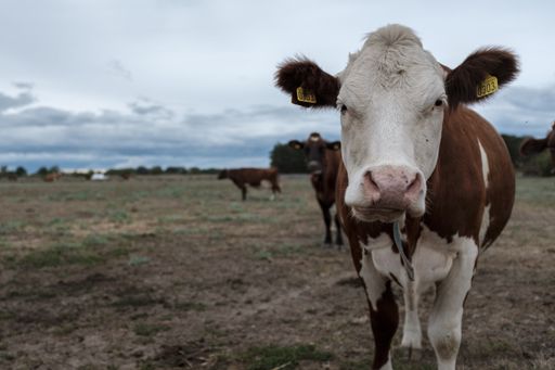 A cow looking at the camera in a field