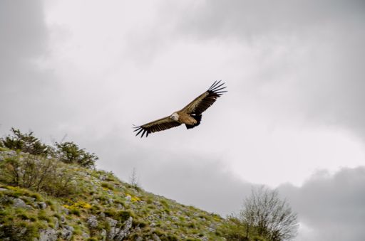 A beautiful shot of an eagle flying in the cloudy sky during the day