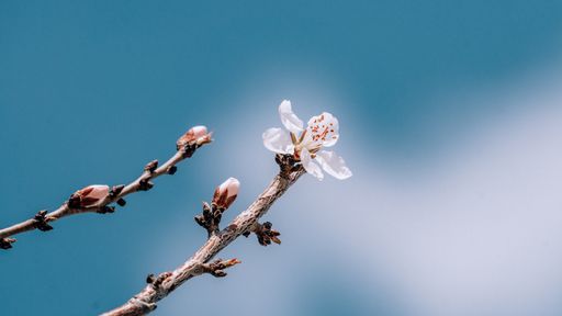 A closeup shot of pink blossom on a tree