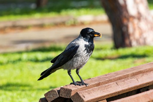 A closeup shot of a grey crow on the blurry background