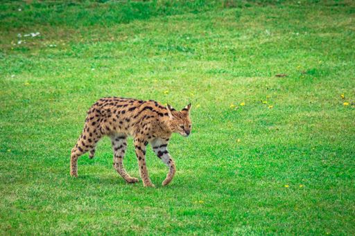 A Leptailurus walking in the green park