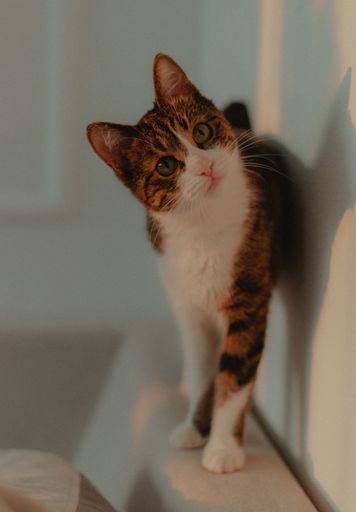 A vertical shot of a ginger cat playing at home