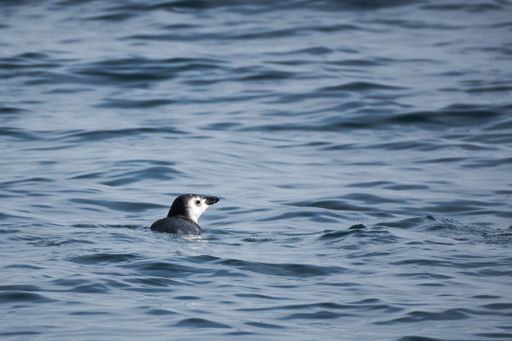 A closeup shot of a penguin swimming in the water