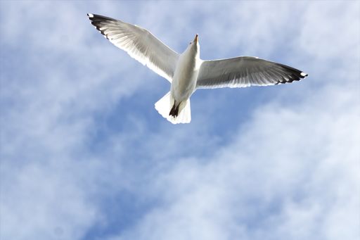 A low angle shot of a seagull flying with opened wings and cloudy sky on the back