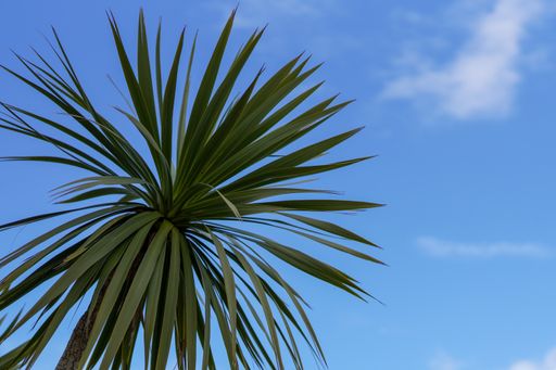 A palm tree against a blue sky with light fluffy clouds