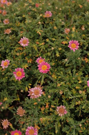 A vertical shot of blooming pink flowers in the greenery - perfect for mobile