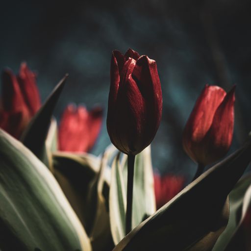A close-up shot of a tulip in the blurry background of another tulips
