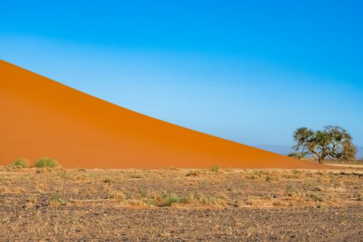 Namibia, the Namib desert, a tree isolated in the red dunes in background