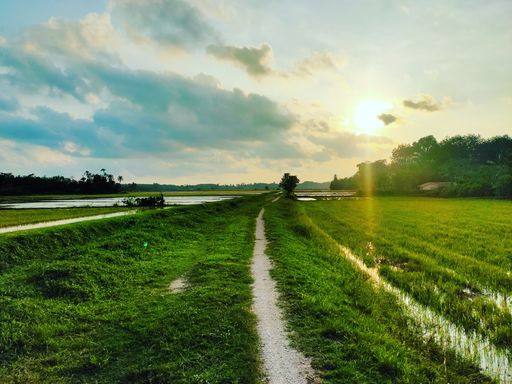 A scenic view of a wet paddy field on a sunny day