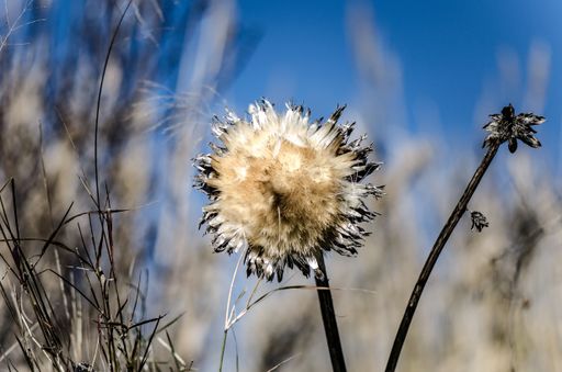 A selective focus shot of a dandelion in tall grass on the prairie