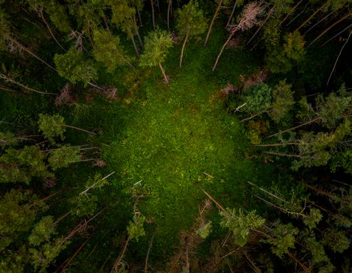 An aerial breathtaking view of dense green forest trees forming a circle
