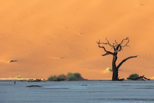 Namibia, the Namib desert, dead acacias in the Dead Valley, the red dunes in background