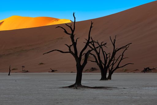 Namibia, the Namib desert, dead acacias in the Dead Valley, the red dunes in background