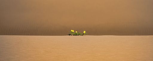Namibia, yellow flowers lost in the dunes of the Namib desert