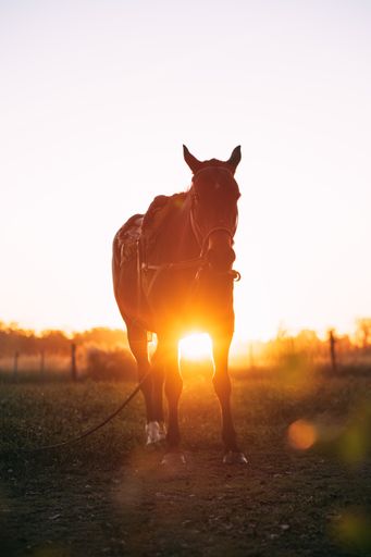 A vertical shot of a beautiful brown horse in a green field during the sunset