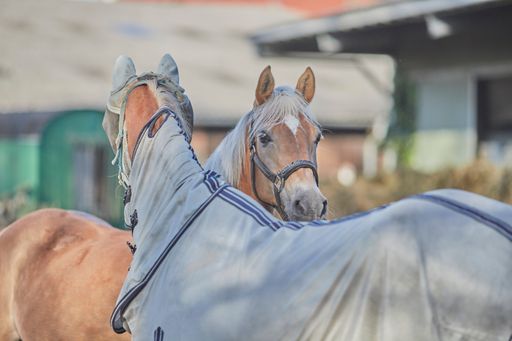 A closeup shot of two brown horses one of them is wearing horse blanket standing in front of the stable on a sunny day with blurred background