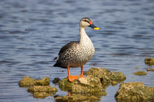 a closeup shot of gray duck on a rock in water