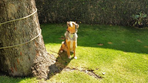A closeup of the Australian Shepherd dog sitting on the green lawn and looking up.