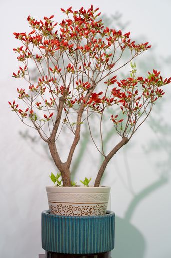A vertical shot of a flowering bonsai tree in a pot against white wall background