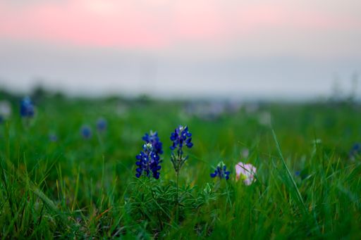 A scenic view of bluebonnets flowers blooming in field during sunset
