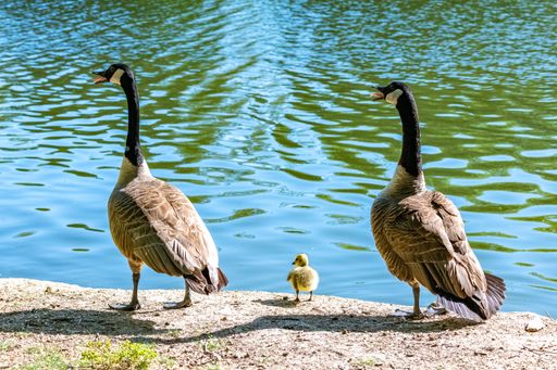 Canada goose with chicks swimming on the lake