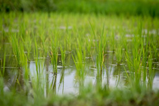 A natural view of the rice fields and greenery in Bali, Indonesia