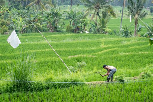 A natural view of the rice fields and greenery in Bali, Indonesia