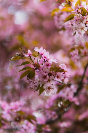 Colorful cherry blossoms blooming during spring